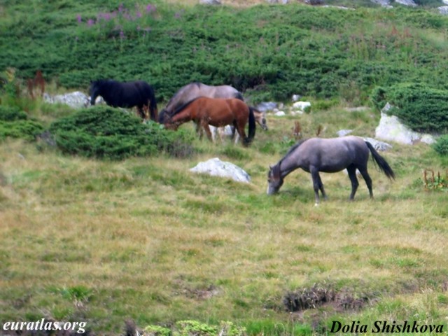 rila_horses.jpg