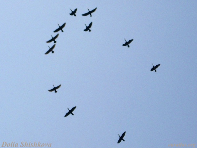 stork_flight.jpg