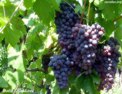 fr_wine_grapes.html