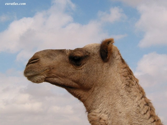 camel_head.jpg