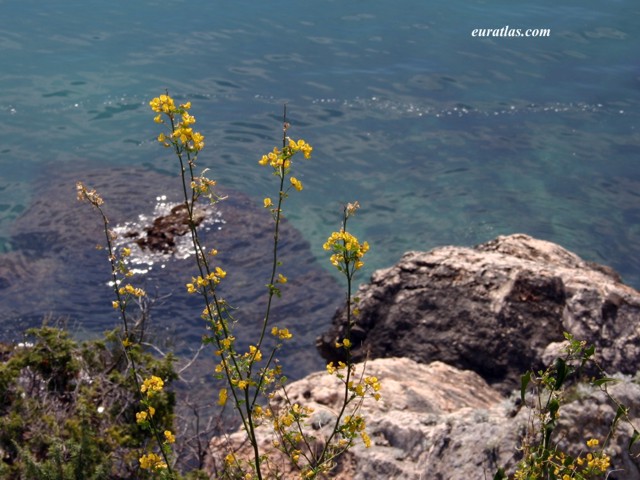 trogir_ciovo_flowers.jpg