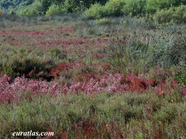 Cliquez ici pour télécharger Fields of Heather Butrint