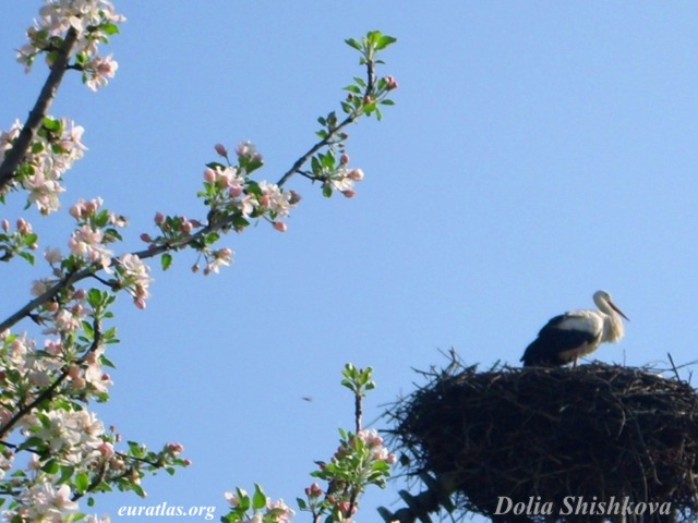 belozem_stork.jpg