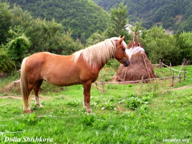 rhodope_horse_palomino.jpg