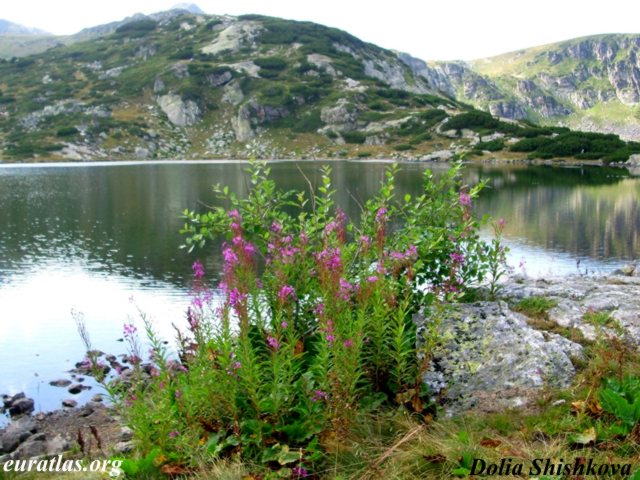 rila_fish_lake.jpg