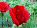 roses.html