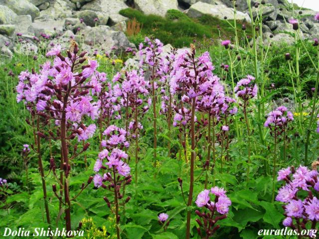 vitosha_flowers.jpg