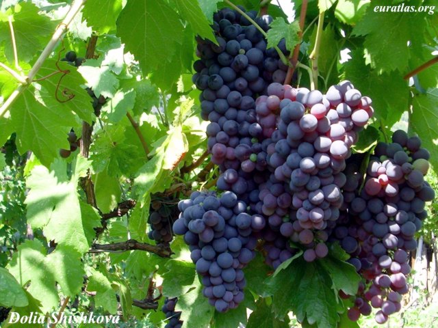 wine_grapes.jpg