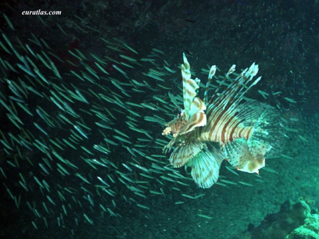 pterois.jpg