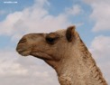 fr_camel_head.html