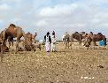 fr_camels_merchants.html