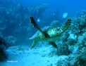 caretta.html