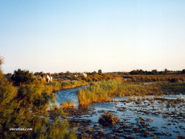 camargue.jpg