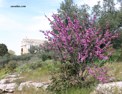 saint_gabriel_alpilles.html