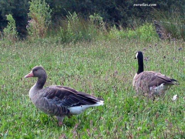 gooses.jpg