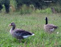 gooses.html