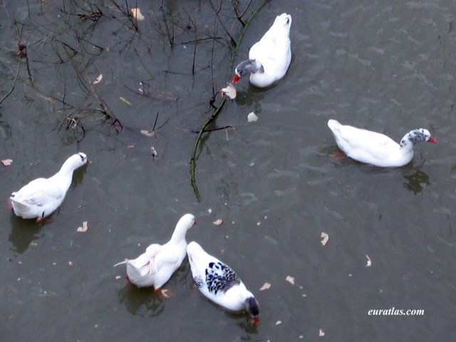 moselle_gooses.jpg