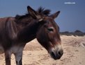 donkey.html