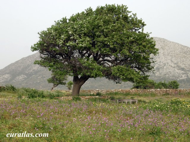 naxos_tree.jpg