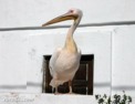 fr_mykonos_pelecanus_onocrotalus.html