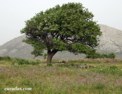 naxos_tree.html