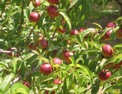 skiathos_peaches.html