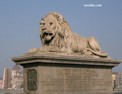 lion.html