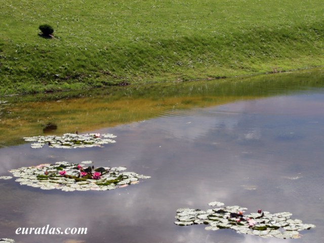 waterlilies.jpg