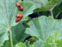 coccinelles.html