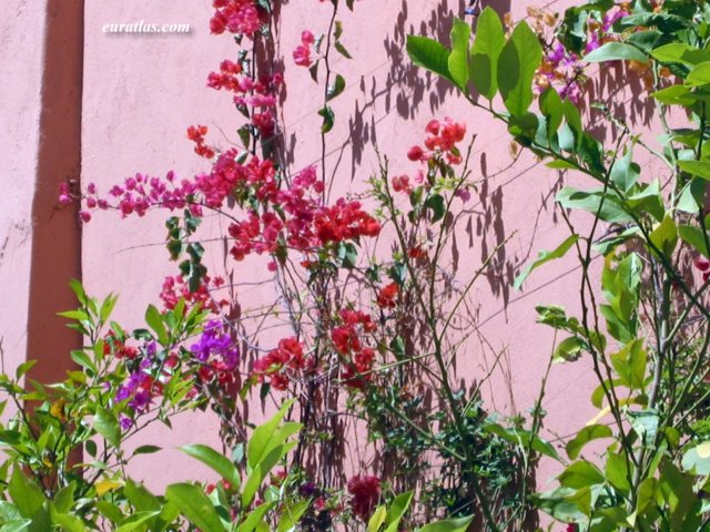 marrakech_bougainvillea.jpg