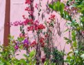 marrakech_bougainvillea.html