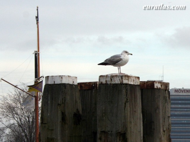 moeven_gull.jpg