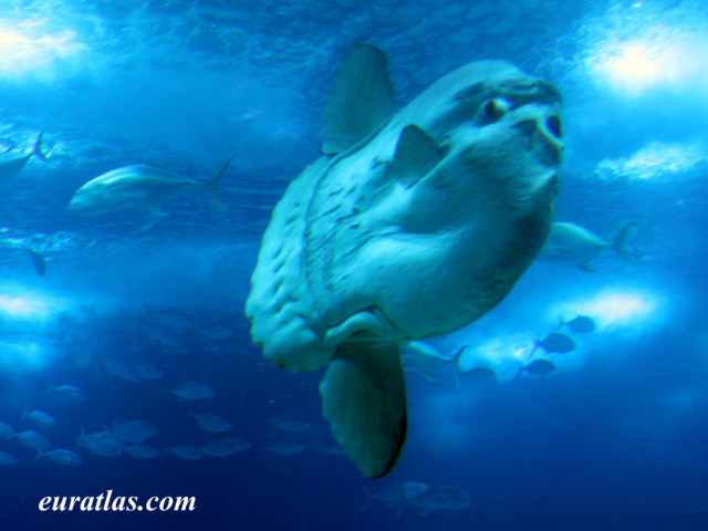 lisbon_oceanario_sunfish.jpg