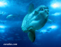 fr_lisbon_oceanario_sunfish.html