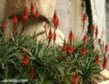 fr_sintra_aloe_succotrina.html