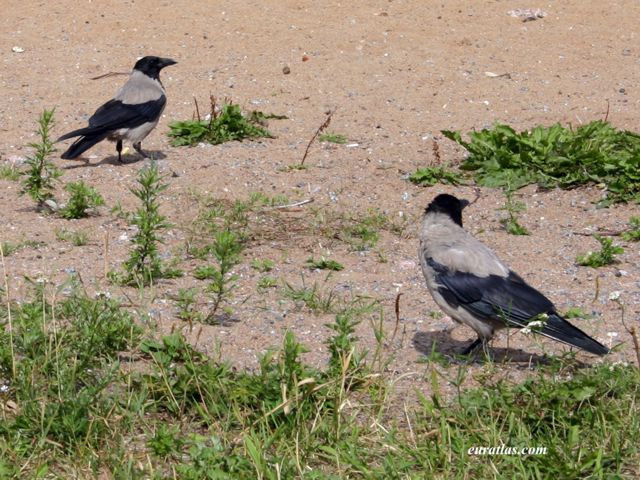 crows.jpg