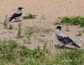 crows.html
