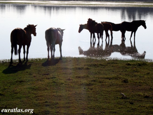 rocio_horses.jpg