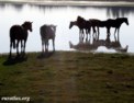 rocio_horses.html