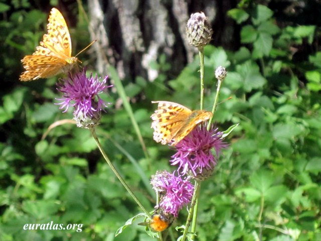 gotland_butterflies.jpg