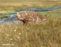 fr_gotland_guldstenen.html