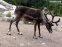 reindeer.html