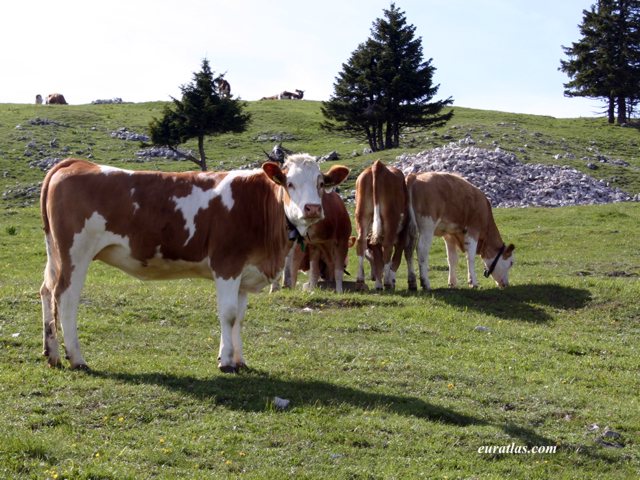 swiss_cows.jpg