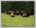 buffalos.html