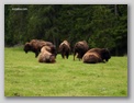 fr_buffalos.html