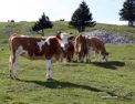 swiss_cows.html