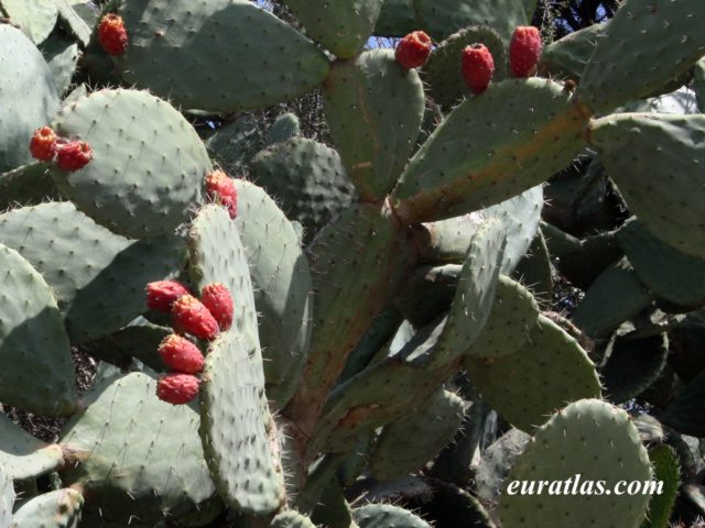 opuntia_ficus.jpg