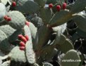 opuntia_ficus.html