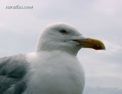 gull.html